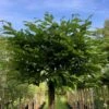 Kugleavnbøg 'Minoors' Carpinus Betulus 'Minoors' Opstammet 180 Cm, 18 Liters Potte