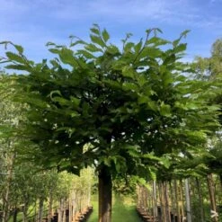 Kugleavnbøg 'Minoors' Carpinus Betulus 'Minoors' Opstammet 180 Cm, 18 Liters Potte