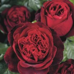 'Admiral'® Rosa X 'Admiral'® (Storblomstrende) A-Kvalitet,- Barrods Roser Min. 3 Grene