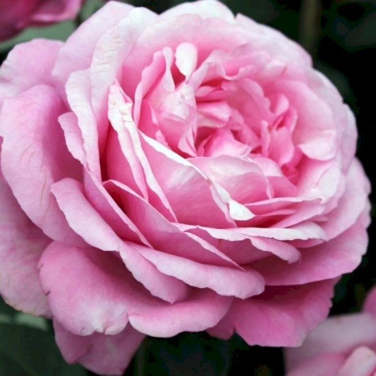 'Desirée'® Rosa X 'Desirée'® (Storblomstrende) A-Kvalitet,- Barrods Roser Min. 3 Grene 3 'Desirée'® Rosa X 'Desirée'® (Storblomstrende) A-Kvalitet,- Barrods Roser Min. 3 Grene