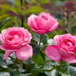 'Desirée'® Rosa X 'Desirée'® (Storblomstrende) A-Kvalitet,- Barrods Roser Min. 3 Grene 7 'Desirée'® Rosa X 'Desirée'® (Storblomstrende) A-Kvalitet,- Barrods Roser Min. 3 Grene -Osmoz Naturens Butik p37626 53970 rosa x desiree storblomstrende 1dee