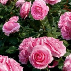 'Millie Rose' Rosa X 'Millie Rose' (Storblomstrende) A-Kvalitet,- Barrods Roser Min. 3 Grene -Osmoz Naturens Butik p37627 53455 rosa x millie rose storblomstrende b0f5