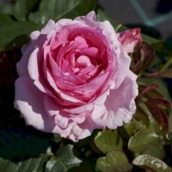 'Millie Rose' Rosa X 'Millie Rose' (Storblomstrende) A-Kvalitet,- Barrods Roser Min. 3 Grene -Osmoz Naturens Butik p37627 53457 rosa x millie rose storblomstrende e51b