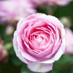 'Millie Rose' Rosa X 'Millie Rose' (Storblomstrende) A-Kvalitet,- Barrods Roser Min. 3 Grene -Osmoz Naturens Butik p37627 53458 rosa x millie rose storblomstrende 7e13