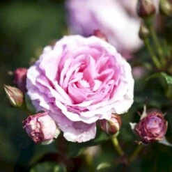 'Millie Rose' Rosa X 'Millie Rose' (Storblomstrende) A-Kvalitet,- Barrods Roser Min. 3 Grene -Osmoz Naturens Butik p37627 53459 rosa x millie rose storblomstrende b4b4