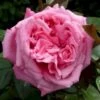 'Romina'® Rosa X 'Romina'® (Storblomstrende) A-Kvalitet,- Barrods Roser Min. 3 Grene 2 'Romina'® Rosa X 'Romina'® (Storblomstrende) A-Kvalitet,- Barrods Roser Min. 3 Grene -Osmoz Naturens Butik p37629 53346 rosa x romina storblomstrende 02c7