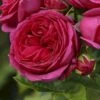 'Sophie Luise'® Rosa X 'Sophie Luise'® (Storblomstrende) A-Kvalitet,- Barrods Roser Min. 3 Grene -Osmoz Naturens Butik p37631 53348 rosa x sophie luise storblomstrende eee8