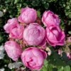 'Norwegian Girl' Rosa X 'Norwegian Girl' (buketrose) A-Kvalitet,- Barrods Roser Min. 3 Grene 2 'Norwegian Girl' Rosa X 'Norwegian Girl' (buketrose) A-Kvalitet,- Barrods Roser Min. 3 Grene -Osmoz Naturens Butik p37633 53357 rosa x norwegian girl miniature rose 9677