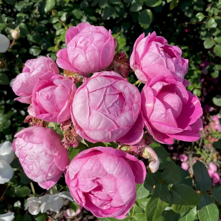 'Norwegian Girl' Rosa X 'Norwegian Girl' (buketrose) A-Kvalitet,- Barrods Roser Min. 3 Grene 3 'Norwegian Girl' Rosa X 'Norwegian Girl' (buketrose) A-Kvalitet,- Barrods Roser Min. 3 Grene