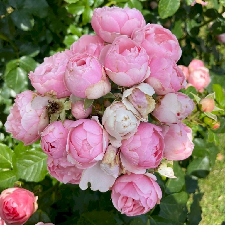 'Norwegian Girl' Rosa X 'Norwegian Girl' (buketrose) A-Kvalitet,- Barrods Roser Min. 3 Grene 5 'Norwegian Girl' Rosa X 'Norwegian Girl' (buketrose) A-Kvalitet,- Barrods Roser Min. 3 Grene - Billede 3