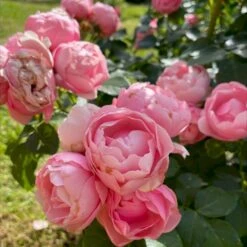 'Norwegian Girl' Rosa X 'Norwegian Girl' (buketrose) A-Kvalitet,- Barrods Roser Min. 3 Grene 10 'Norwegian Girl' Rosa X 'Norwegian Girl' (buketrose) A-Kvalitet,- Barrods Roser Min. 3 Grene -Osmoz Naturens Butik p37633 53461 rosa x norwegian girl miniature rose 5f15