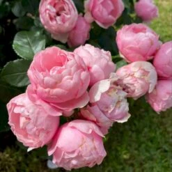 'Norwegian Girl' Rosa X 'Norwegian Girl' (buketrose) A-Kvalitet,- Barrods Roser Min. 3 Grene 11 'Norwegian Girl' Rosa X 'Norwegian Girl' (buketrose) A-Kvalitet,- Barrods Roser Min. 3 Grene -Osmoz Naturens Butik p37633 53462 rosa x norwegian girl miniature rose dce7
