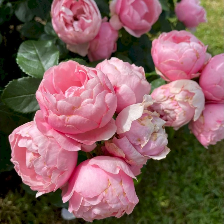 'Norwegian Girl' Rosa X 'Norwegian Girl' (buketrose) A-Kvalitet,- Barrods Roser Min. 3 Grene 7 'Norwegian Girl' Rosa X 'Norwegian Girl' (buketrose) A-Kvalitet,- Barrods Roser Min. 3 Grene - Billede 5