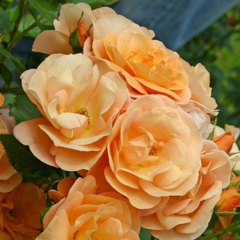 'Portoroz'® Rosa X 'Portoroz'® (Storblomstrende) A-Kvalitet,- Barrods Roser Min. 3 Grene 3 'Portoroz'® Rosa X 'Portoroz'® (Storblomstrende) A-Kvalitet,- Barrods Roser Min. 3 Grene