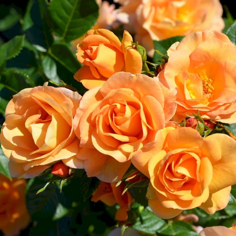 'Portoroz'® Rosa X 'Portoroz'® (Storblomstrende) A-Kvalitet,- Barrods Roser Min. 3 Grene 5 'Portoroz'® Rosa X 'Portoroz'® (Storblomstrende) A-Kvalitet,- Barrods Roser Min. 3 Grene - Billede 3