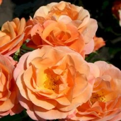 'Portoroz'® Rosa X 'Portoroz'® (Storblomstrende) A-Kvalitet,- Barrods Roser Min. 3 Grene 10 'Portoroz'® Rosa X 'Portoroz'® (Storblomstrende) A-Kvalitet,- Barrods Roser Min. 3 Grene -Osmoz Naturens Butik p37634 53627 rosa x portoroz storblomstrende d732