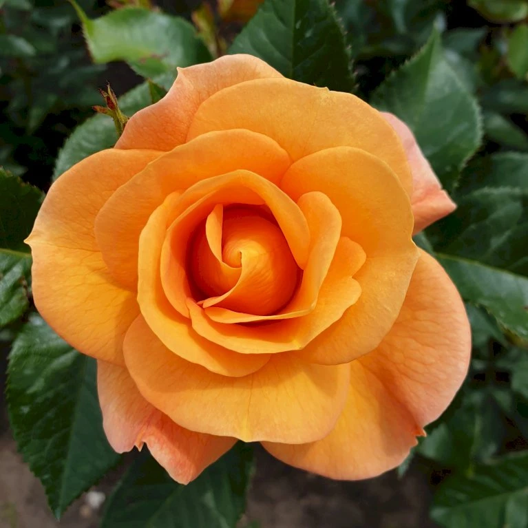 'Portoroz'® Rosa X 'Portoroz'® (Storblomstrende) A-Kvalitet,- Barrods Roser Min. 3 Grene 7 'Portoroz'® Rosa X 'Portoroz'® (Storblomstrende) A-Kvalitet,- Barrods Roser Min. 3 Grene - Billede 5