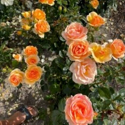 'Ulf Pilgaard'™ Rosa X 'Ulf Pilgaard'™ (Buketrose) A-Kvalitet,- Barrods Roser Min. 3 Grene 9 'Ulf Pilgaard'™ Rosa X 'Ulf Pilgaard'™ (Buketrose) A-Kvalitet,- Barrods Roser Min. 3 Grene -Osmoz Naturens Butik p37637 53271 rosa x ulf pilgaard buketrose 3d8c