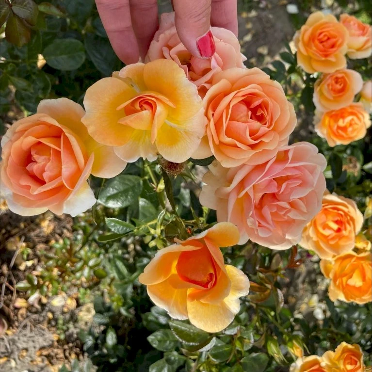 'Ulf Pilgaard'™ Rosa X 'Ulf Pilgaard'™ (Buketrose) A-Kvalitet,- Barrods Roser Min. 3 Grene 6 'Ulf Pilgaard'™ Rosa X 'Ulf Pilgaard'™ (Buketrose) A-Kvalitet,- Barrods Roser Min. 3 Grene - Billede 4