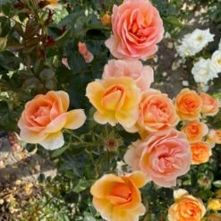 'Ulf Pilgaard'™ Rosa X 'Ulf Pilgaard'™ (Buketrose) A-Kvalitet,- Barrods Roser Min. 3 Grene 11 'Ulf Pilgaard'™ Rosa X 'Ulf Pilgaard'™ (Buketrose) A-Kvalitet,- Barrods Roser Min. 3 Grene -Osmoz Naturens Butik p37637 53273 rosa x ulf pilgaard buketrose 75f5