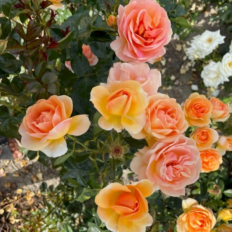 'Ulf Pilgaard'™ Rosa X 'Ulf Pilgaard'™ (Buketrose) A-Kvalitet,- Barrods Roser Min. 3 Grene 7 'Ulf Pilgaard'™ Rosa X 'Ulf Pilgaard'™ (Buketrose) A-Kvalitet,- Barrods Roser Min. 3 Grene - Billede 5