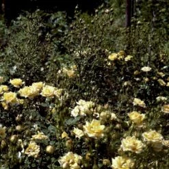 'Yellow Fairy'® Rosa X 'Yellow Fairy'® (Bunddækkende) A-Kvalitet,- Barrods Roser Min. 3 Grene -Osmoz Naturens Butik p37638 51752 rosa x yellow fairy bunddaekkende bf23