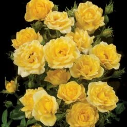 'Yellow Fairy'® Rosa X 'Yellow Fairy'® (Bunddækkende) A-Kvalitet,- Barrods Roser Min. 3 Grene -Osmoz Naturens Butik p37638 51753 rosa x yellow fairy bunddaekkende 0617