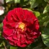 'Farruca'™ Rosa X 'Farruca'™ (Slyngrose) A-Kvalitet,- Barrods Roser Min. 3 Grene 2 'Farruca'™ Rosa X 'Farruca'™ (Slyngrose) A-Kvalitet,- Barrods Roser Min. 3 Grene -Osmoz Naturens Butik p37639 52222 rosa x farruca slyngrose 5c59