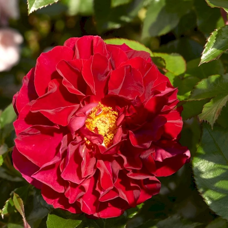 'Farruca'™ Rosa X 'Farruca'™ (Slyngrose) A-Kvalitet,- Barrods Roser Min. 3 Grene 3 'Farruca'™ Rosa X 'Farruca'™ (Slyngrose) A-Kvalitet,- Barrods Roser Min. 3 Grene