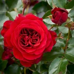 'Farruca'™ Rosa X 'Farruca'™ (Slyngrose) A-Kvalitet,- Barrods Roser Min. 3 Grene 7 'Farruca'™ Rosa X 'Farruca'™ (Slyngrose) A-Kvalitet,- Barrods Roser Min. 3 Grene -Osmoz Naturens Butik p37639 52223 rosa x farruca slyngrose 0afc