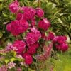 'Kolo'™ Rosa X 'Kolo'™ (Slyngrose) A-Kvalitet,- Barrods Roser Min. 3 Grene -Osmoz Naturens Butik p37640 52230 rosa x kolo slyngrose d23c