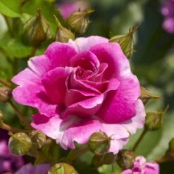 'Kolo'™ Rosa X 'Kolo'™ (Slyngrose) A-Kvalitet,- Barrods Roser Min. 3 Grene -Osmoz Naturens Butik p37640 52231 rosa x kolo slyngrose 0684