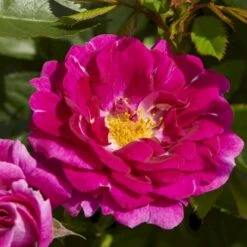 'Kolo'™ Rosa X 'Kolo'™ (Slyngrose) A-Kvalitet,- Barrods Roser Min. 3 Grene -Osmoz Naturens Butik p37640 52232 rosa x kolo slyngrose c6d8