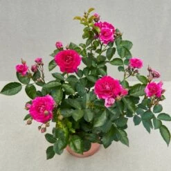 'Kolo'™ Rosa X 'Kolo'™ (Slyngrose) A-Kvalitet,- Barrods Roser Min. 3 Grene -Osmoz Naturens Butik p37640 52233 rosa x kolo slyngrose 5044