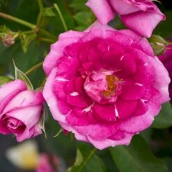 'Kolo'™ Rosa X 'Kolo'™ (Slyngrose) A-Kvalitet,- Barrods Roser Min. 3 Grene -Osmoz Naturens Butik p37640 52234 rosa x kolo slyngrose 2da0