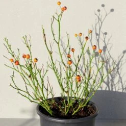 'Kolo'™ Rosa X 'Kolo'™ (Slyngrose) A-Kvalitet,- Barrods Roser Min. 3 Grene -Osmoz Naturens Butik p37640 52235 rosa x kolo slyngrose 0aa2