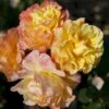 'Kordes Moonlight'® Rosa X 'Kordes Moonlight'® (Klatrerose) A-Kvalitet,- Barrods Roser Min. 3 Grene 1 'Kordes Moonlight'® Rosa X 'Kordes Moonlight'® (Klatrerose) A-Kvalitet,- Barrods Roser Min. 3 Grene -Osmoz Naturens Butik p37641 53376 rosa x kordes moonlight klatrerose e46b