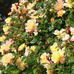 'Kordes Moonlight'® Rosa X 'Kordes Moonlight'® (Klatrerose) A-Kvalitet,- Barrods Roser Min. 3 Grene -Osmoz Naturens Butik p37641 53485 rosa x kordes moonlight klatrerose f93f