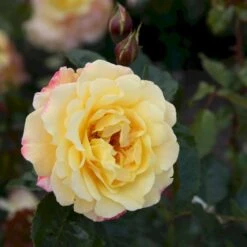 'Kordes Moonlight'® Rosa X 'Kordes Moonlight'® (Klatrerose) A-Kvalitet,- Barrods Roser Min. 3 Grene -Osmoz Naturens Butik p37641 53612 rosa x kordes moonlight klatrerose 7137