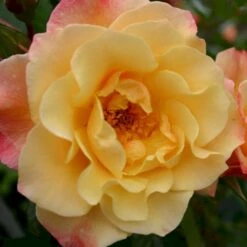 'Kordes Moonlight'® Rosa X 'Kordes Moonlight'® (Klatrerose) A-Kvalitet,- Barrods Roser Min. 3 Grene -Osmoz Naturens Butik p37641 53613 rosa x kordes moonlight klatrerose 6415