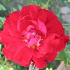'Adelaide Hoodless' Rosa X 'Adelaide Hoodless' (Buskrose) A-Kvalitet,- Barrods Roser Min. 3 Grene