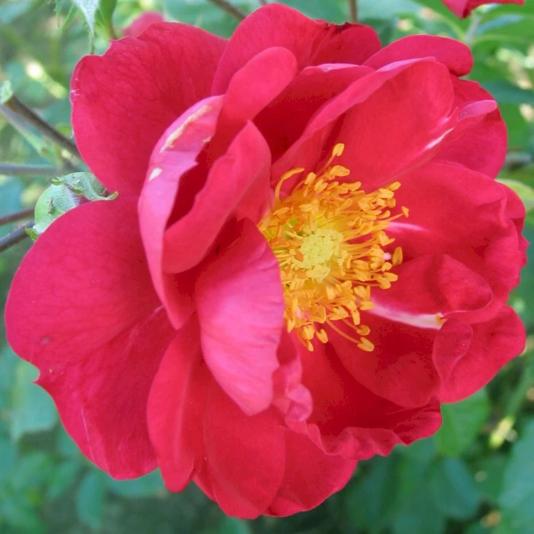 'John Cabot' Rosa Kordesii 'John Cabot' (Buskrose) A-Kvalitet,- Barrods Roser Min. 3 Grene 3 'John Cabot' Rosa Kordesii 'John Cabot' (Buskrose) A-Kvalitet,- Barrods Roser Min. 3 Grene