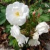 Rynket Rose 'Marie Bugnet' Rosa Rugosa 'Marie Bugnet' A-Kvalitet,- Barrods Roser Min. 3 Grene