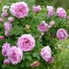 Rynket Rose 'Wasagaming' Rosa Rugosa 'Wasagaming' (Buskrose) A-Kvalitet,- Barrods Roser Min. 3 Grene 2 Rynket Rose 'Wasagaming' Rosa Rugosa 'Wasagaming' (Buskrose) A-Kvalitet,- Barrods Roser Min. 3 Grene -Osmoz Naturens Butik p37648 53330 rosa rugosa wasagaming buskrose 8598