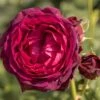 'Astrid Gräfin Von Hardenberg'® Rosa X 'Astrid Gräfin Von Hardenberg'® (Buskrose) A-Kvalitet,- Barrods Roser Min. 3 Grene 2 'Astrid Gräfin Von Hardenberg'® Rosa X 'Astrid Gräfin Von Hardenberg'® (Buskrose) A-Kvalitet,- Barrods Roser Min. 3 Grene -Osmoz Naturens Butik p37650 54016 rosa x astrid graefin von hardenberg buskrose 5d88
