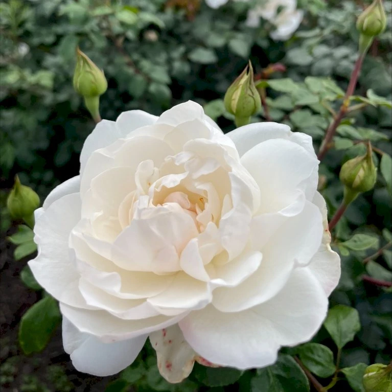 'Crazy In Love Pure'™ Rosa X 'Crazy In Love Pure'™ (Slyngrose) A-Kvalitet,- Barrods Roser Min. 3 Grene 3 'Crazy In Love Pure'™ Rosa X 'Crazy In Love Pure'™ (Slyngrose) A-Kvalitet,- Barrods Roser Min. 3 Grene