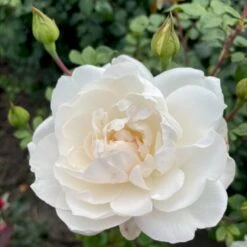 'Crazy In Love Pure'™ Rosa X 'Crazy In Love Pure'™ (Slyngrose) A-Kvalitet,- Barrods Roser Min. 3 Grene 8 'Crazy In Love Pure'™ Rosa X 'Crazy In Love Pure'™ (Slyngrose) A-Kvalitet,- Barrods Roser Min. 3 Grene -Osmoz Naturens Butik p37651 53277 rosa x crazy in love pure buketrose 448f