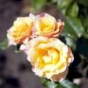 'Della Balfour' Rosa X 'Della Balfour' (Slyngrose) A-Kvalitet,- Barrods Roser Min. 3 Grene -Osmoz Naturens Butik p37652 52356 rosa x della balfour slyngrose f873
