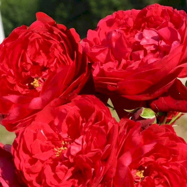 'Florentina'® Rosa X 'Florentina'® (Klatrerose) A-Kvalitet,- Barrods Roser Min. 3 Grene 3 'Florentina'® Rosa X 'Florentina'® (Klatrerose) A-Kvalitet,- Barrods Roser Min. 3 Grene