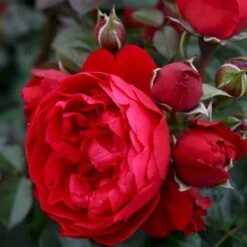 'Florentina'® Rosa X 'Florentina'® (Klatrerose) A-Kvalitet,- Barrods Roser Min. 3 Grene 9 'Florentina'® Rosa X 'Florentina'® (Klatrerose) A-Kvalitet,- Barrods Roser Min. 3 Grene -Osmoz Naturens Butik p37654 53565 rosa x florentina klatrerose ef5e